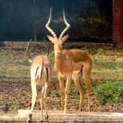 Bangladesh Natinal Zoo_29
